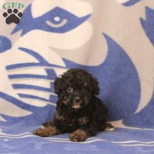 Elliana, Mini Bernedoodle Puppy